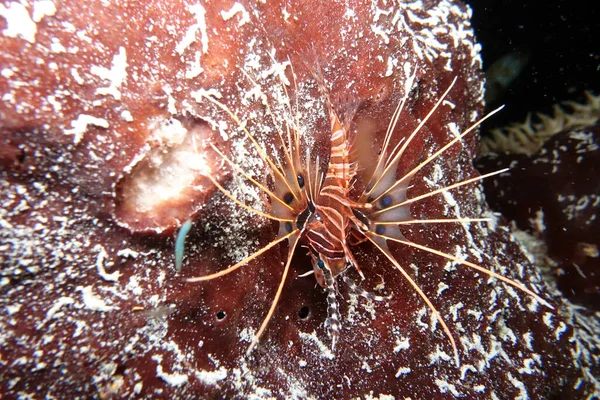 Unterwasserblick Auf Einen Wunderschönen Tropischen Fisch — Stockfoto