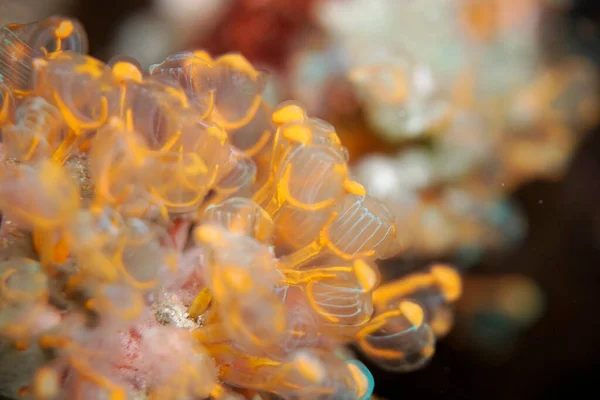 Close Van Een Vis Het Aquarium — Stockfoto