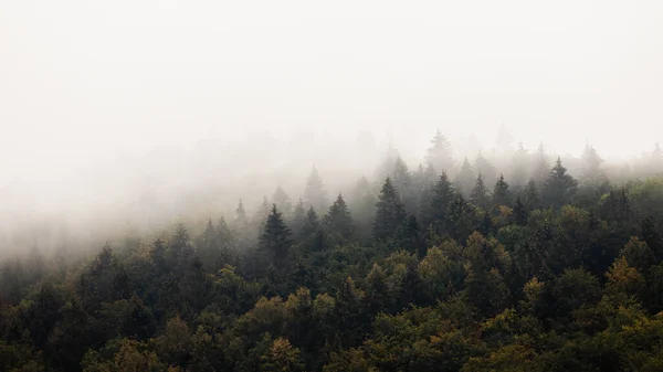 コピースペースと朝の霧と密な森 テキストのためのスペースと神秘的な霞の針葉樹の木の風景 雰囲気のいい風景 — ストック写真