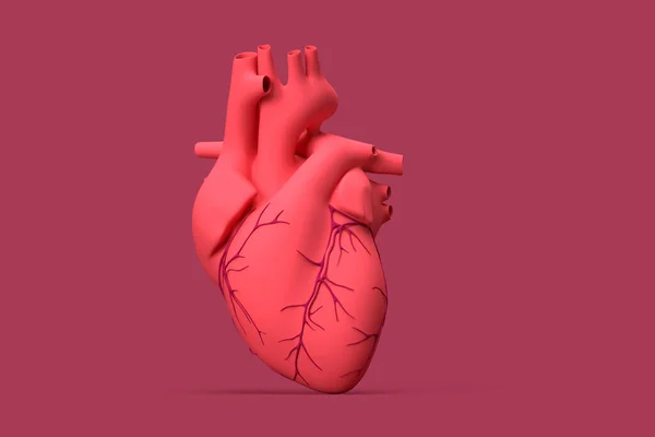 Anatomía Del Corazón Humano Ilustración —  Fotos de Stock