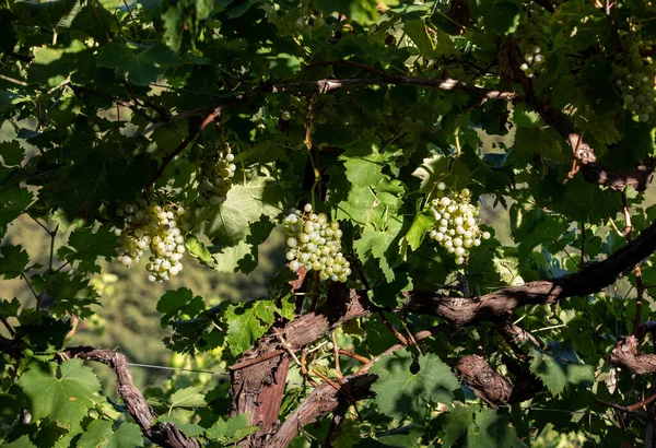 Colline Pittoresche Con Vigneti Della Regione Spumante Del Prosecco Guietta — Foto Stock