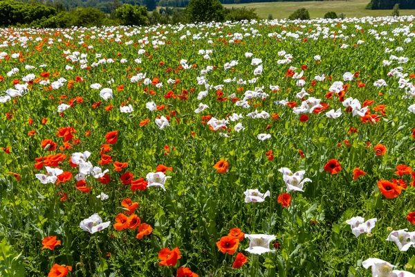 Poppy Field Vysoocina Près Zdar Nad Sazavou République Tchèque — Photo