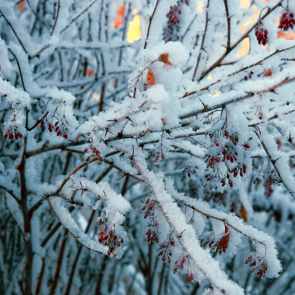 Prachtig Bedekt Met Sneeuw Wilde Rozenbottelstruik Met Felrode Bessen Winternatuur — Stockfoto