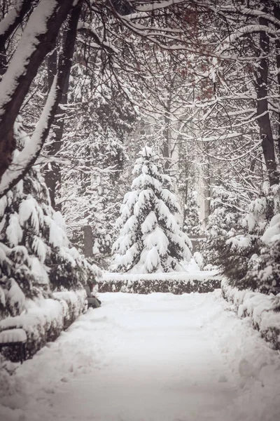 Аллея Парке Деревьями Покрытыми Снегом Зимой — стоковое фото