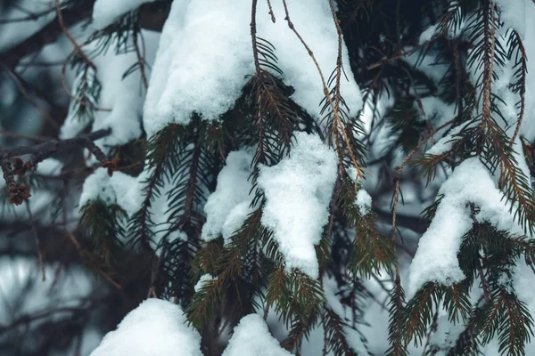 雪の中の松の木の枝 — ストック写真