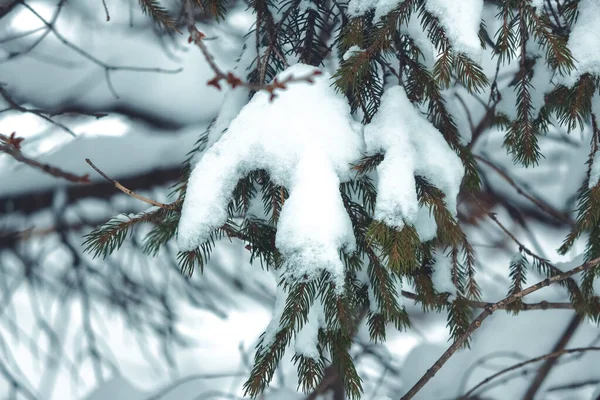松林を背景に雪が積もる松の枝 — ストック写真