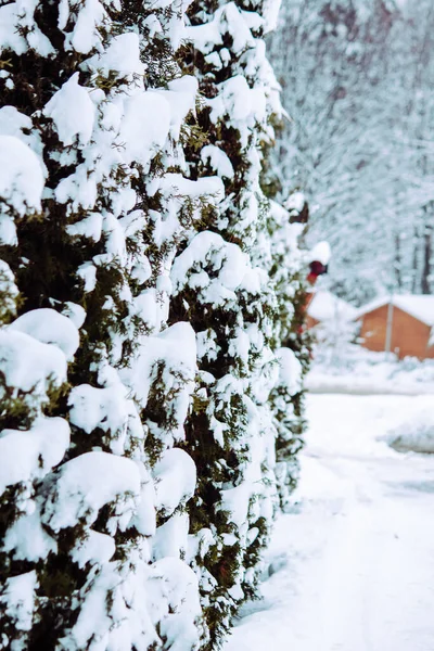 Κοντινό Πλάνο Του Δέντρου Καλυμμένου Χιόνι Κατά Διάρκεια Του Χειμώνα — Φωτογραφία Αρχείου