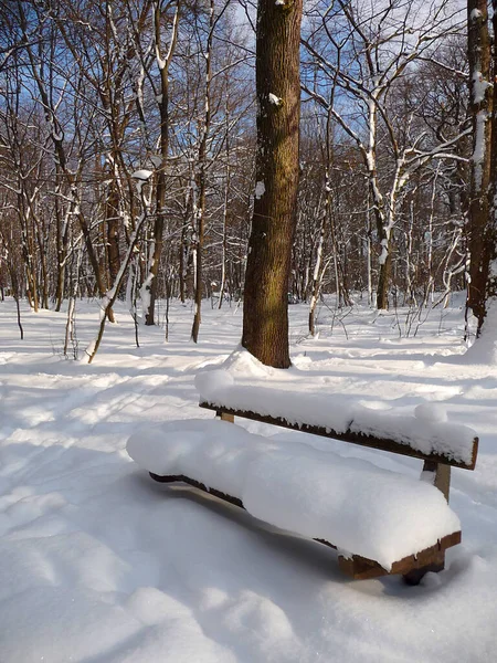 Snötäckta Träd Parken — Stockfoto