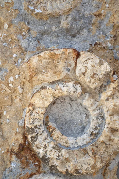 Versteinerter Ammonit Nahaufnahme Ausgestorbenes Tier Fossil Der Erdgeschichte — Stockfoto