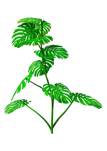 Green Leaves Tree — Stock Photo, Image