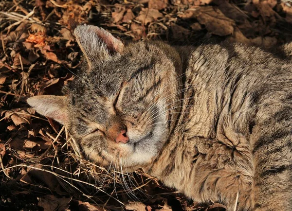 Fazendeiros Gato Apreciando Sol Pele — Fotografia de Stock