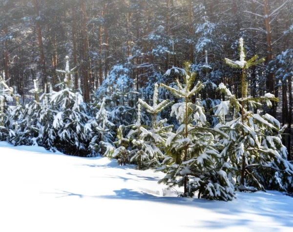 Karla Kaplı Ağaçlarla Kaplı Güzel Kış Manzarası Stok Resim