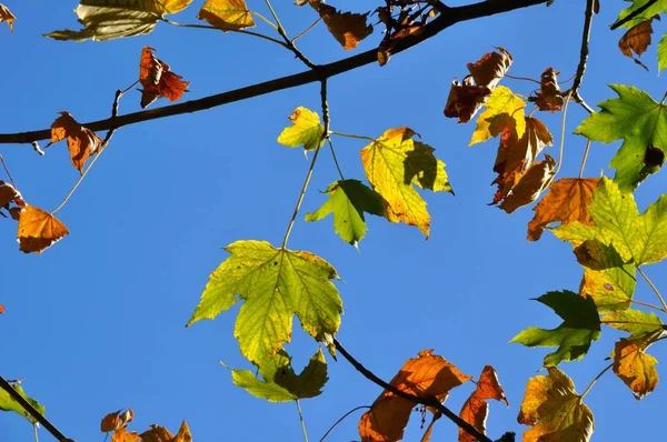 秋の紅葉 秋の植物 — ストック写真