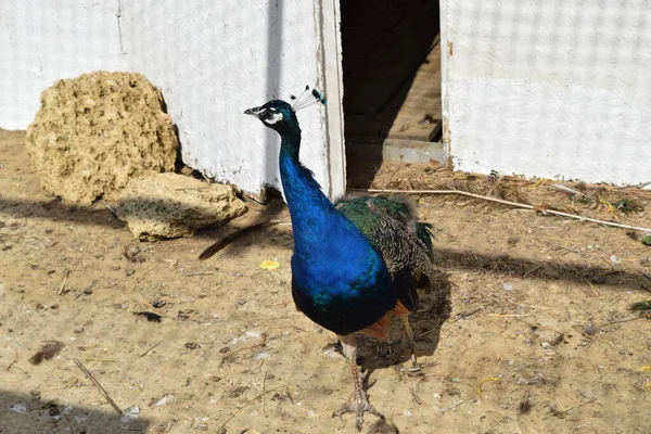 野外ケージの孔雀の男性 野生の装飾鳥の束縛の内容物 — ストック写真