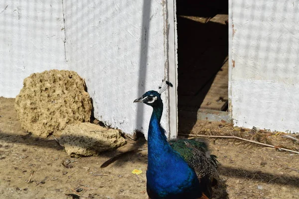 Male of a peacock in the open-air cage. The contents in bondage of wild decorative birds.