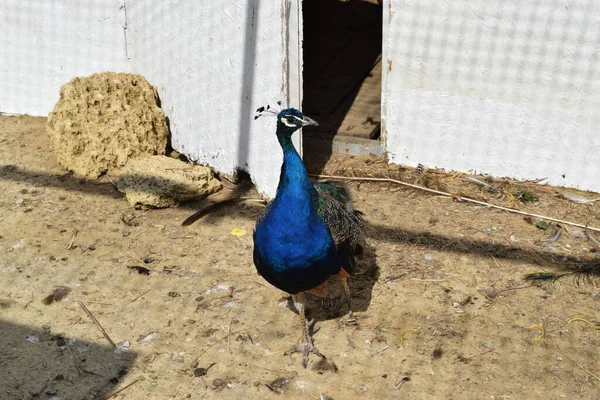 野外ケージの孔雀の男性 野生の装飾鳥の束縛の内容物 — ストック写真