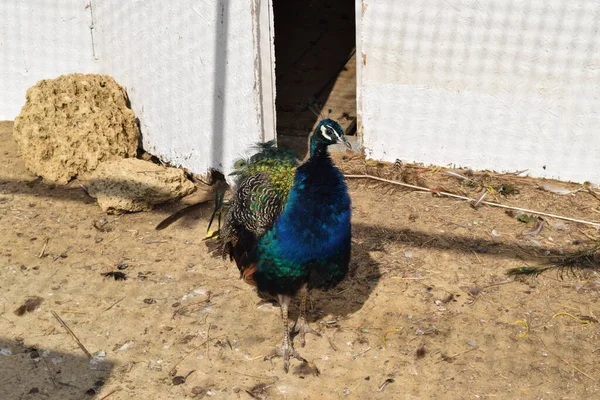Male Peacock Open Air Cage Contents Bondage Wild Decorative Birds — Stock Photo, Image