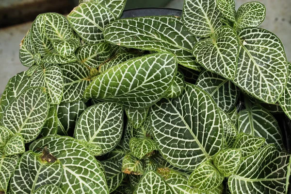 Makro Vena Rinci Pada Daun Tanaman Saraf — Stok Foto