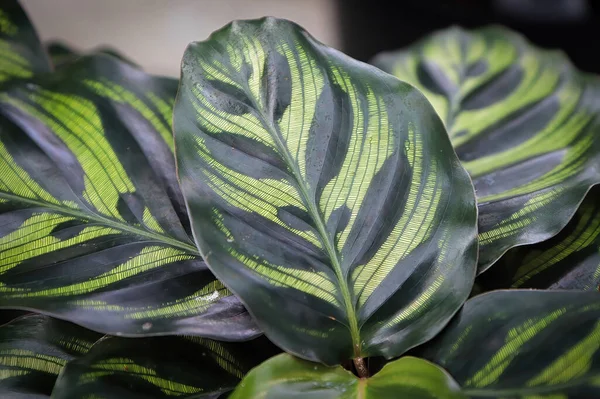 Sluitingen Van Geaderde Bladeren Een Calathea — Stockfoto