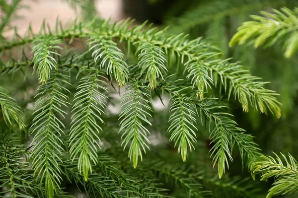 Vue Macro Des Branches Délicates Sur Pin Norfolk — Photo