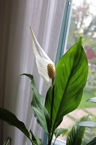 Foto Vertical Uma Flor Lírio Paz Branca — Fotografia de Stock