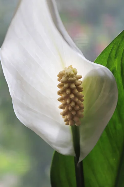 Verticale Foto Van Een Witte Vrede Lelie Bloesem — Stockfoto