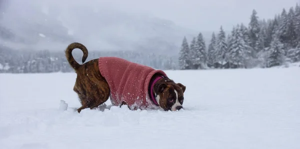 Perro Nieve —  Fotos de Stock