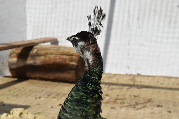 Male of a peacock in the open-air cage. The contents in bondage of wild decorative birds.