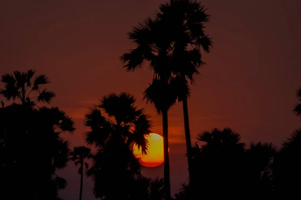 Silhouet Suikerpalmbomen Rijstveld Thailand Bij Zonsondergang — Stockfoto