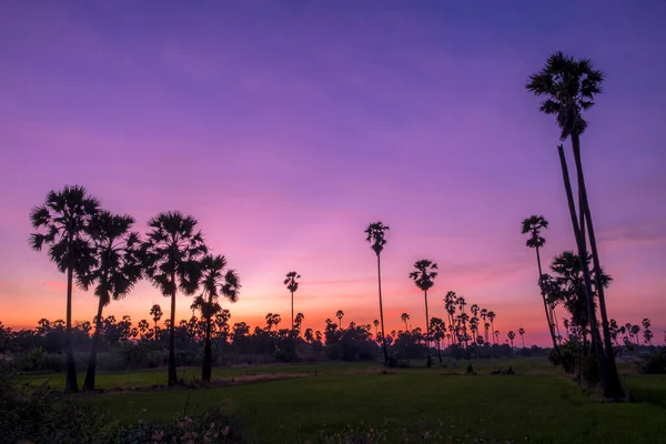 Silhouette Zuckerpalmen Auf Einem Reisfeld Thailand Bei Sonnenuntergang — Stockfoto