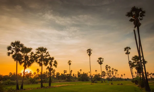Silhouette Zuckerpalmen Auf Einem Reisfeld Thailand Bei Sonnenuntergang — Stockfoto