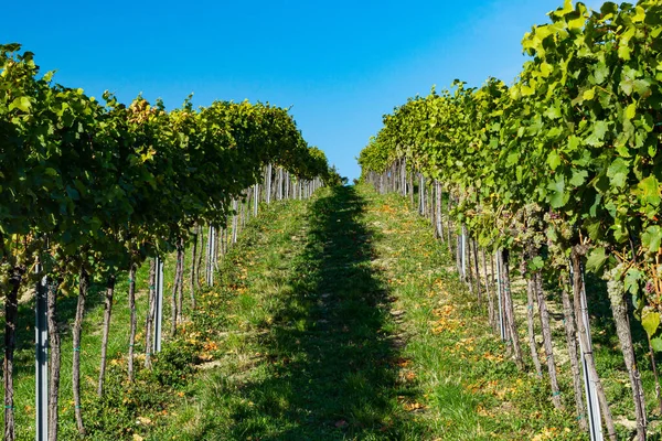 Route Entre Les Buissons Vignoble Poussant Sur Flanc Montagne Par — Photo