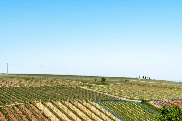 Die Weinregion Rheinhessen Ist Mit 578 Rebfläche Das Größte Weinanbaugebiet — Stockfoto