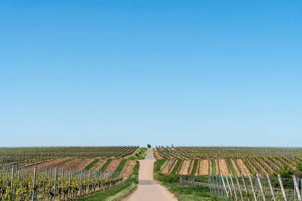 ワイン産地ラインヘッセン州はドイツ最大のワイン栽培地域で ブドウ畑は26 578ヘクタールあります ライン川の左岸に位置し ラインラント プファルツ州に位置しています — ストック写真