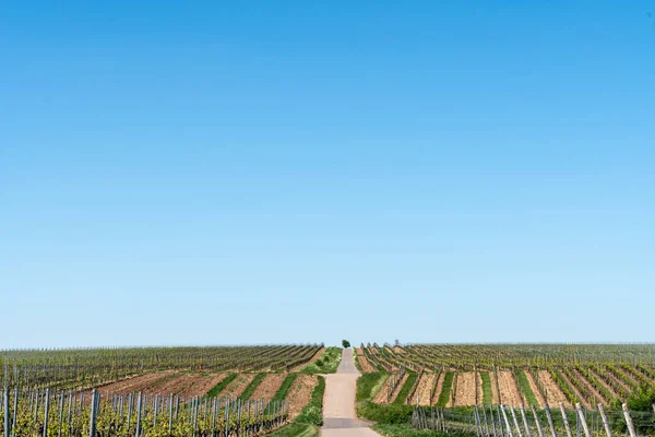 Die Weinregion Rheinhessen Ist Mit 578 Rebfläche Das Größte Weinanbaugebiet — Stockfoto