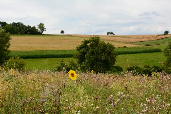 Hohe Wiese Mit Sonnenblumen Vor Einer Grünen Landschaft Mit Feldern — Stockfoto