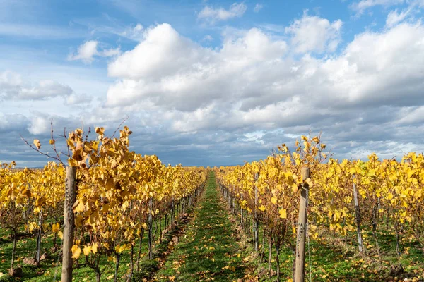 Vinregionen Rheinhessen Tysklands Största Vinodlingsområde Med 578 Hektar Vingårdar Det — Stockfoto