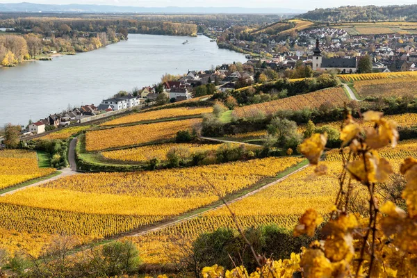 Het Wijngebied Rheinhessen Het Grootste Wijnbouwgebied Duitsland Met 578 Wijngaarden — Stockfoto