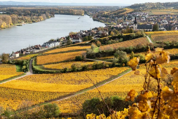 Die Weinregion Rheinhessen Ist Mit 578 Rebfläche Das Größte Weinanbaugebiet — Stockfoto