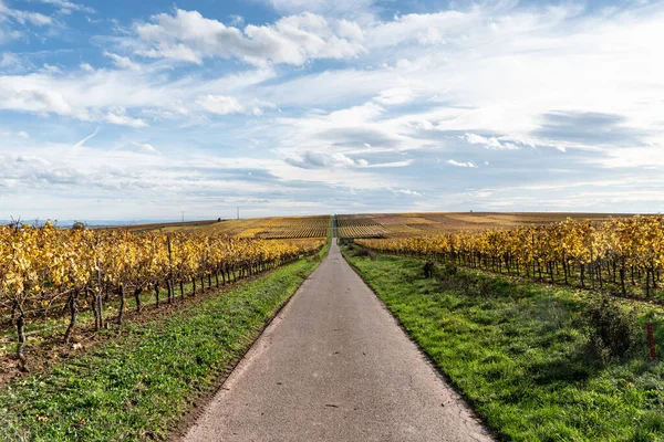 Vinregionen Rheinhessen Tysklands Största Vinodlingsområde Med 578 Hektar Vingårdar Det — Stockfoto