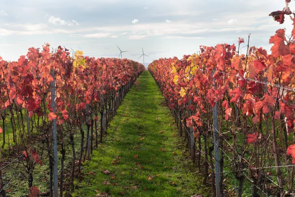 Wine Region Rheinhessen Largest Wine Growing Region Germany 578 Vineyards — Stock Photo, Image