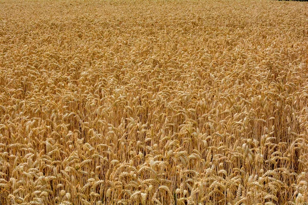 Vetefält Jordbruk Lantbruk Jordbruksindustri Skördebegreppet — Stockfoto