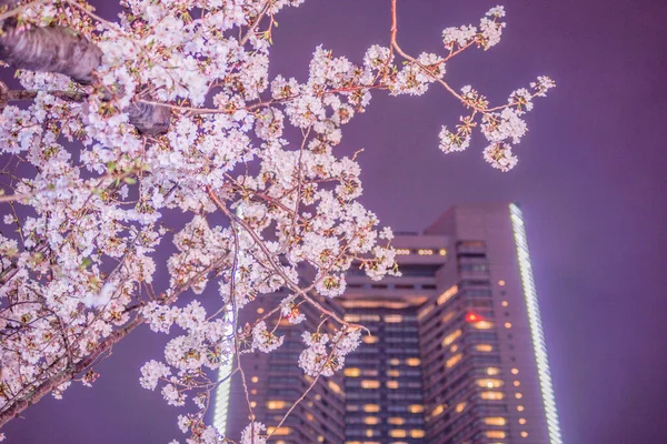 Yokohama Minato Mirai Cherry Blossoms Yokohama Landmark Tower Shooting Location — Stock Photo, Image