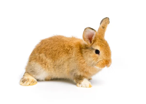 Braunes Kaninchen Porträt Auf Weißem Hintergrund — Stockfoto