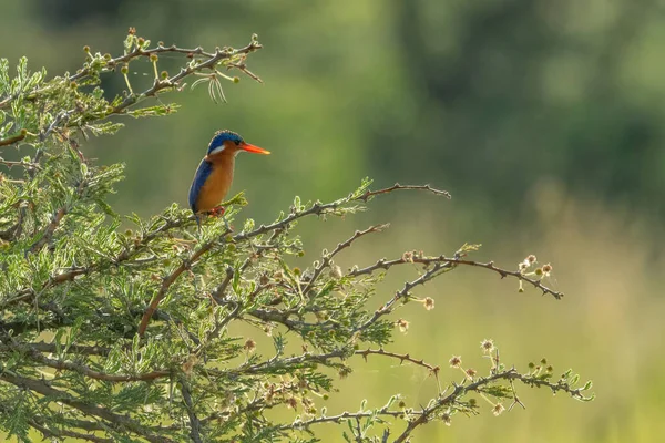 Vogel Auf Einem Ast Eines Baumes — Stockfoto