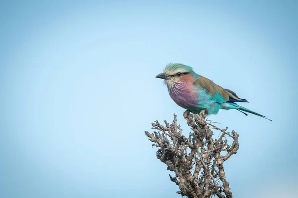 Perchoirs Rouleaux Poitrine Lilas Sur Caméra Yeux Épineux — Photo