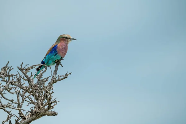 Lilac Breasted Roller Tree Blue Sky — Stock Photo, Image