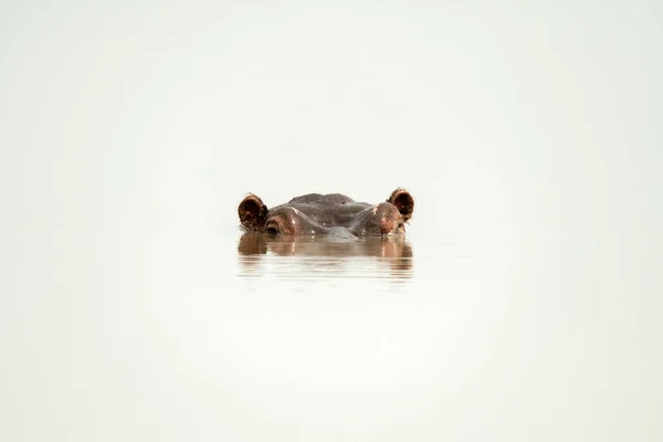 Cabeza Hipopótamo Cámara Agua Brillante —  Fotos de Stock