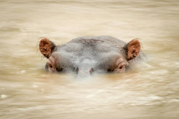 Flusspferdkopf Von Verschwommenem Flusswasser Umgeben — Stockfoto