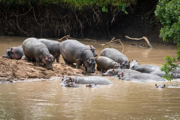 Gousse Hippopotame Long Virage Sablonneux Dans Rivière — Photo